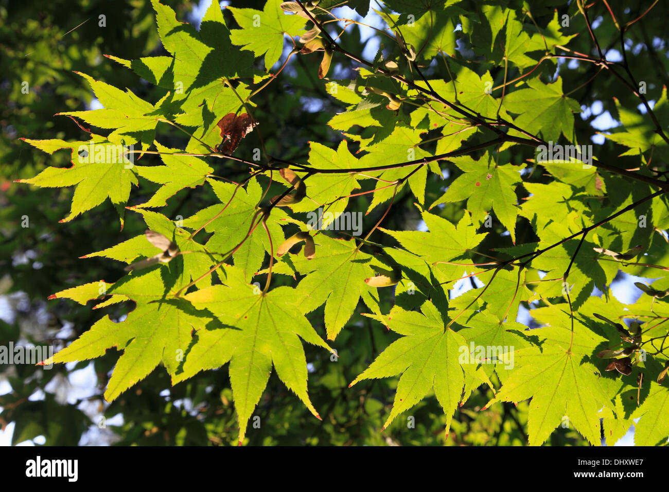 La Corée du Sud, Gyeongju, les feuilles d'automne, Banque D'Images