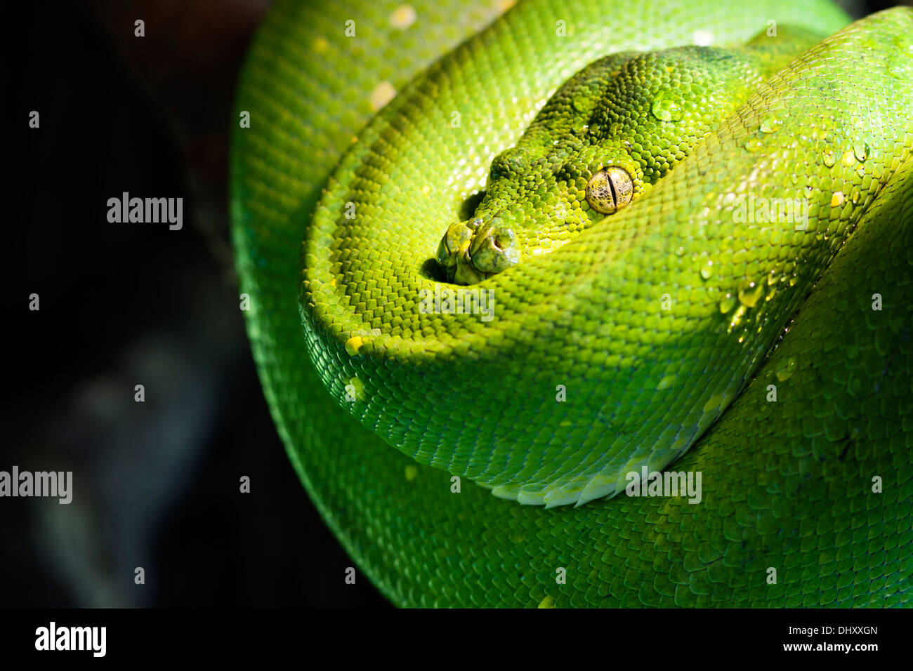 Green Tree python dans un zoo Banque D'Images