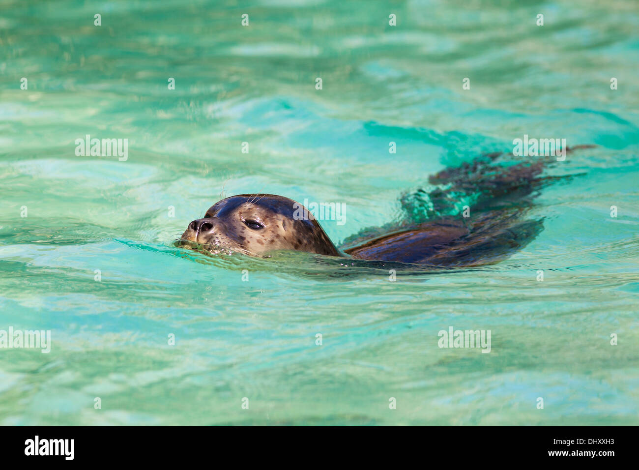Joint de natation dans l'eau propre Banque D'Images