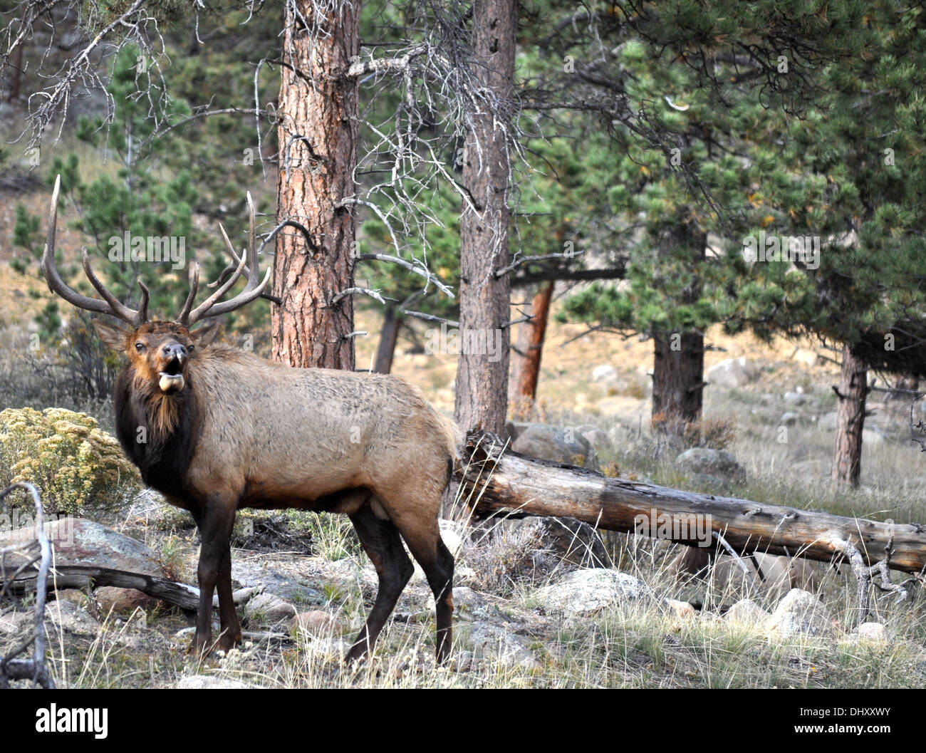 Rocky Mountain National Park - Colorado - USA Banque D'Images