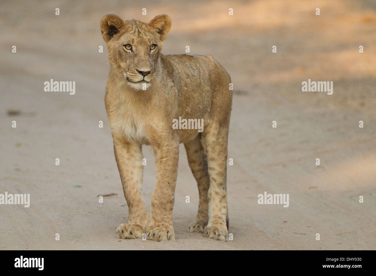 Jeune lion (Panthera leo) debout dans la voie Banque D'Images