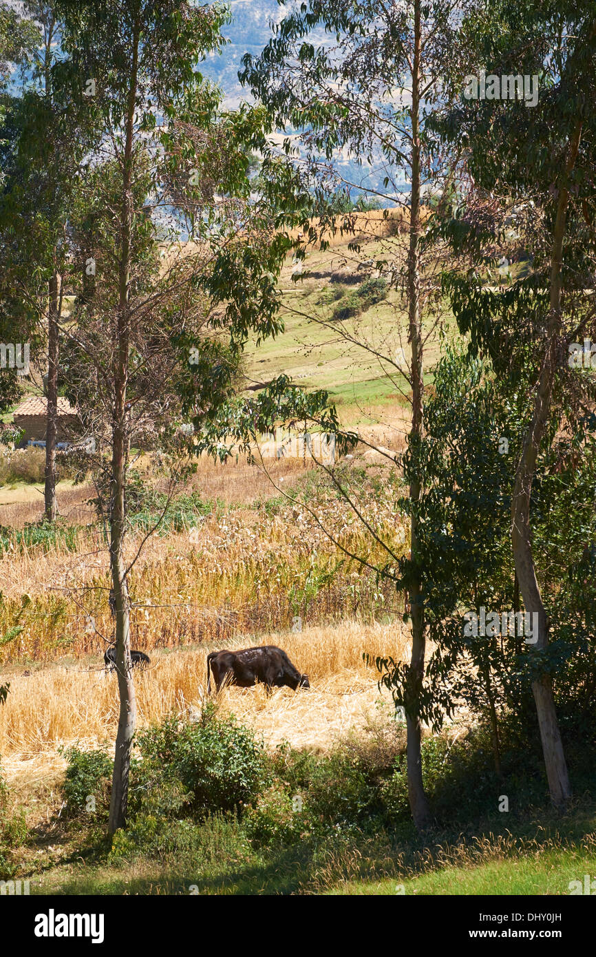 Les terres agricoles et les eucalyptus dans les Andes péruviennes, l'Amérique du Sud. Banque D'Images