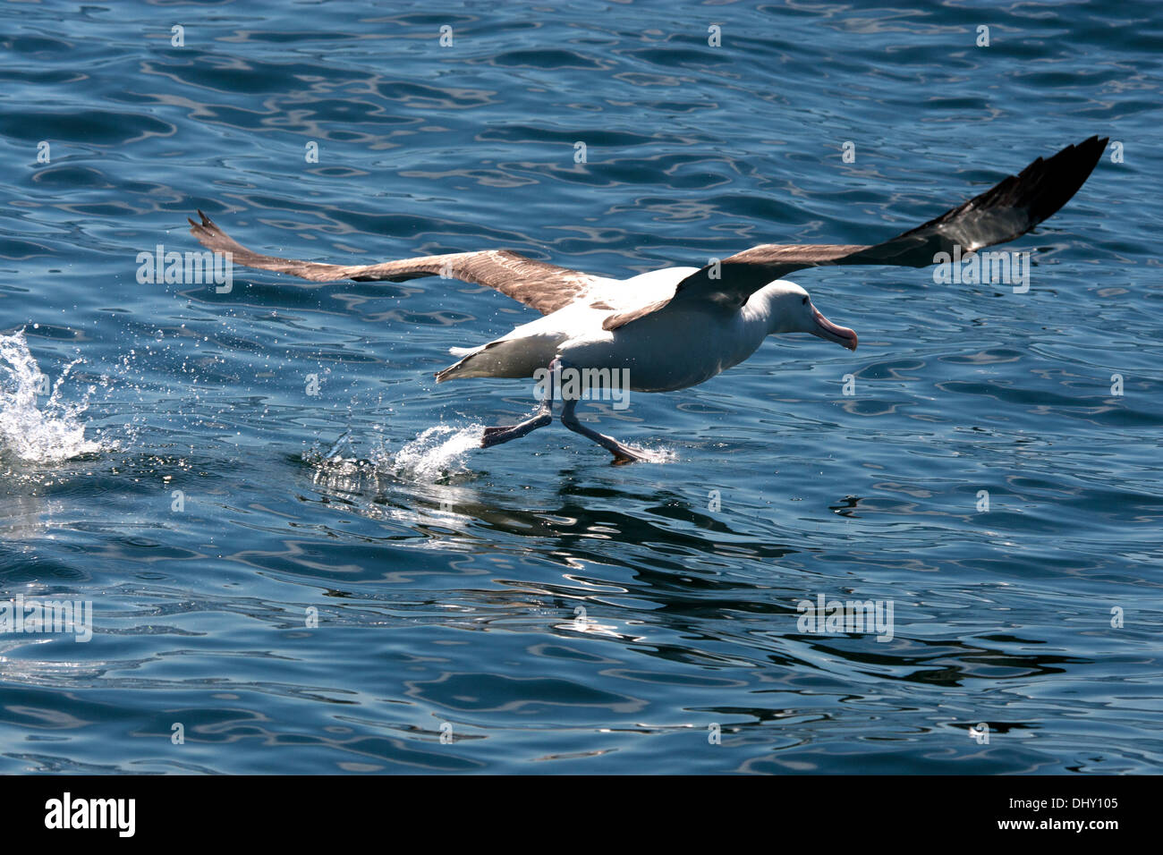 Un albatros royal décolle de la surface de l'eau Banque D'Images