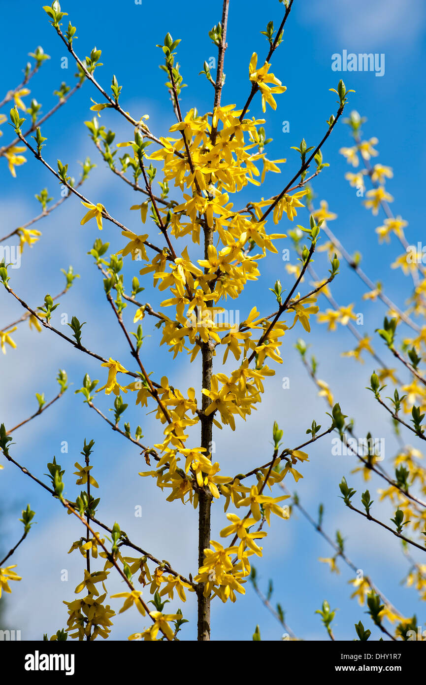 Forsythia x intermedia 'Spectabilis' Banque D'Images