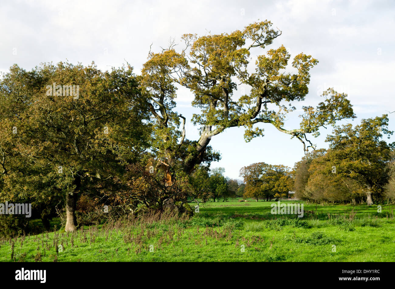 Décor de l'automne Saint Hilaire, près de Bridgend, Vale of Glamorgan, Pays de Galles du Sud. Banque D'Images