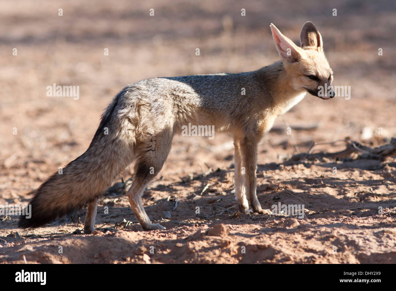 Cape Fox dans le désert du Kalahari Banque D'Images