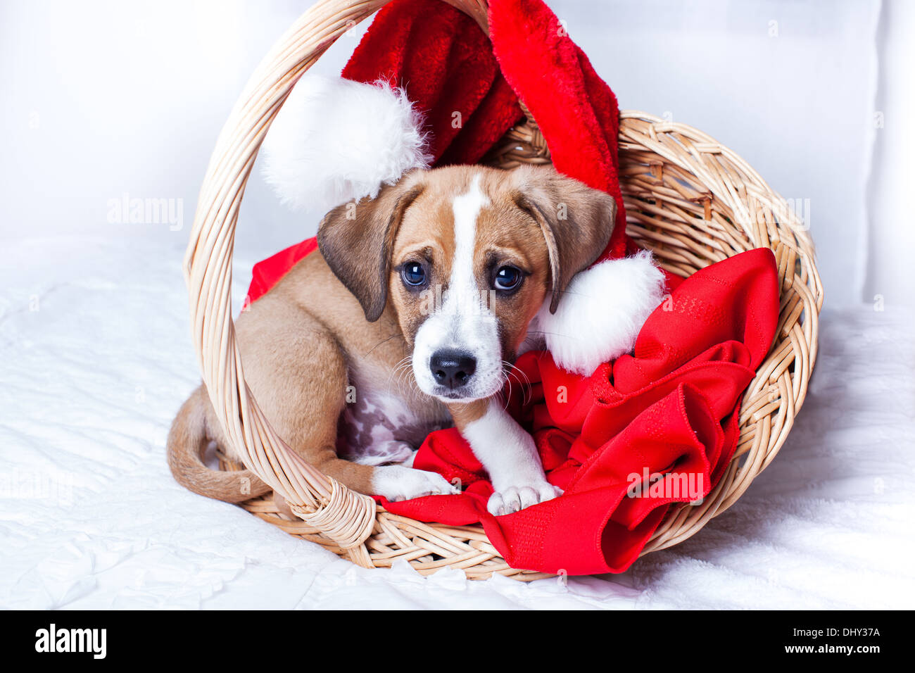 Adorable chiot de Noël dans un panier de git Banque D'Images