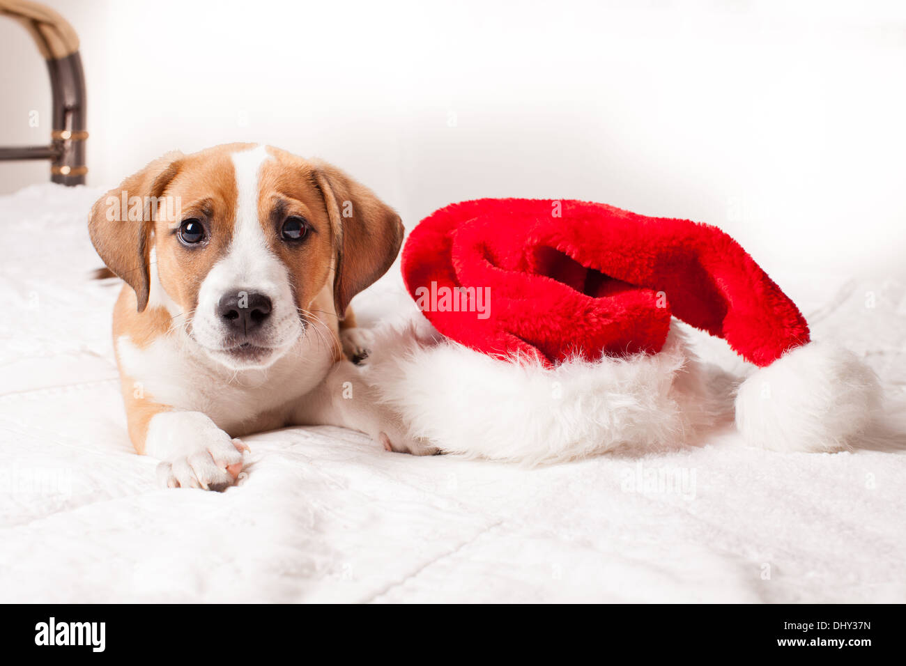 Adorable chiot de Noël sur un lit Banque D'Images