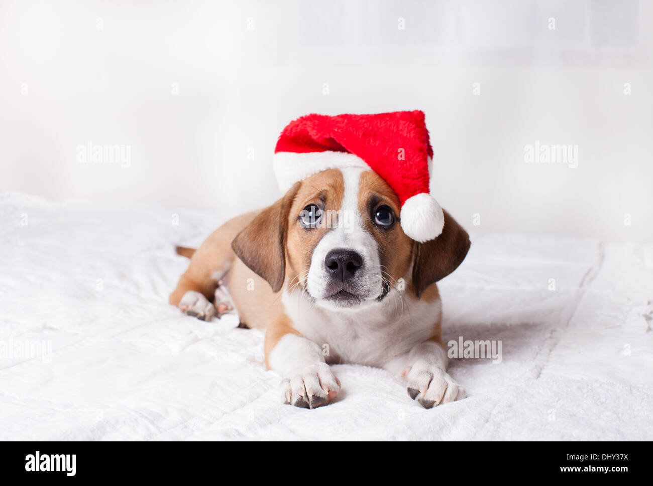 Adorable chiot de Noël sur un lit Banque D'Images
