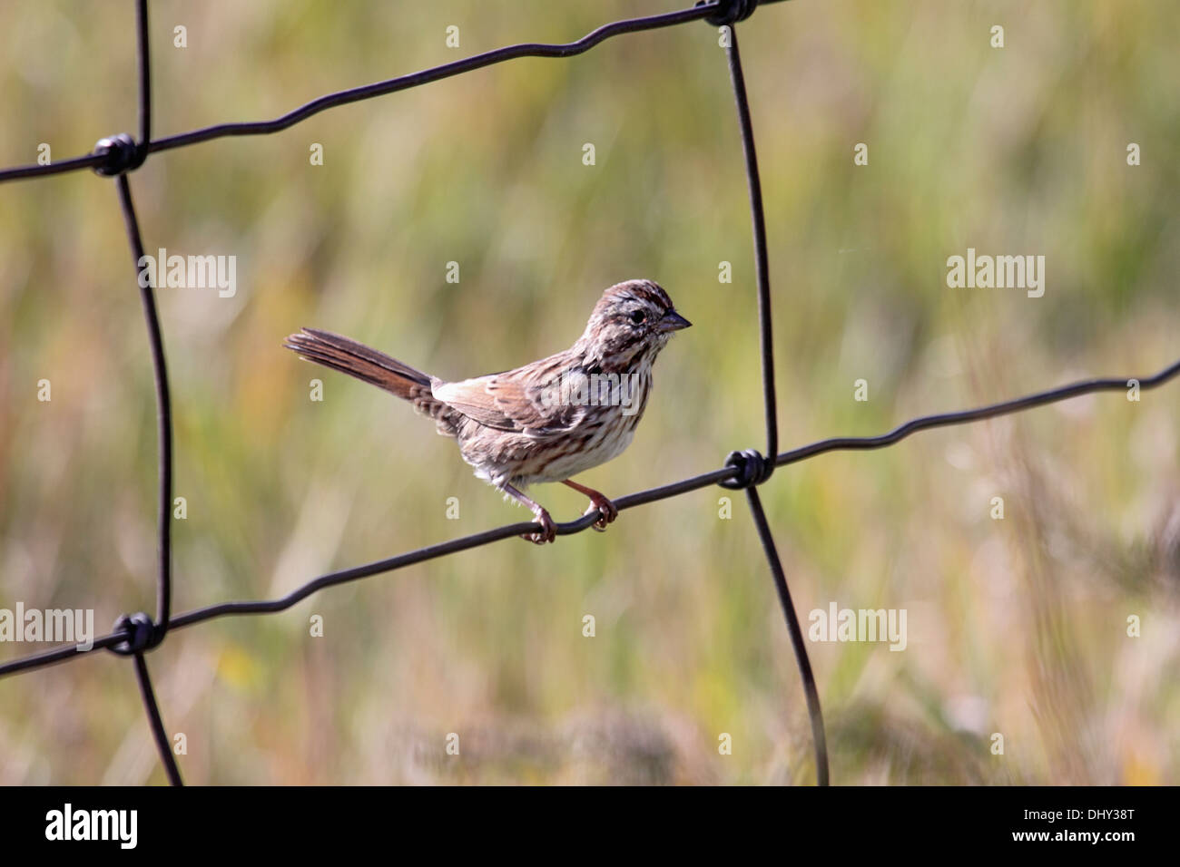 Bruant chanteur perché sur un grillage dans le Wyoming Banque D'Images