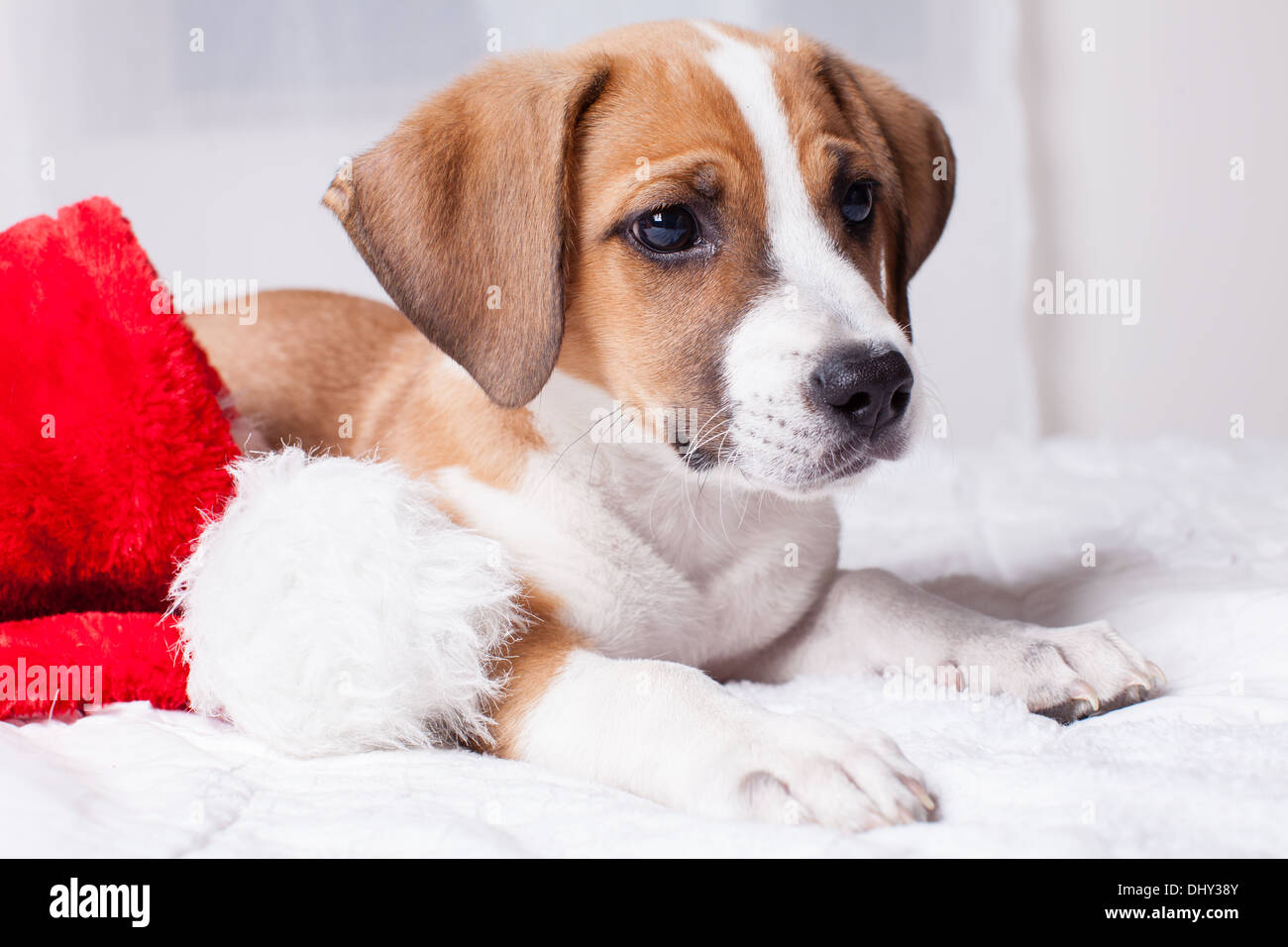 Adorable chiot de Noël sur un lit Banque D'Images