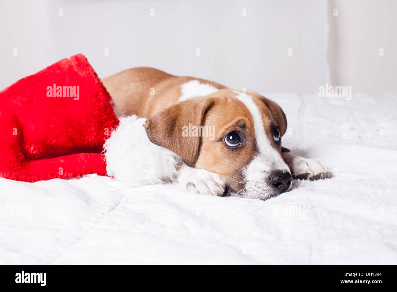 Adorable chiot de Noël sur un lit Banque D'Images