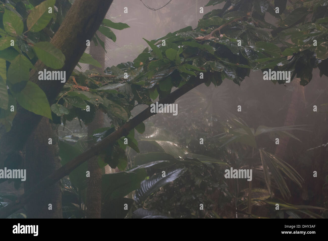 Misty une forêt tropicale. Banque D'Images