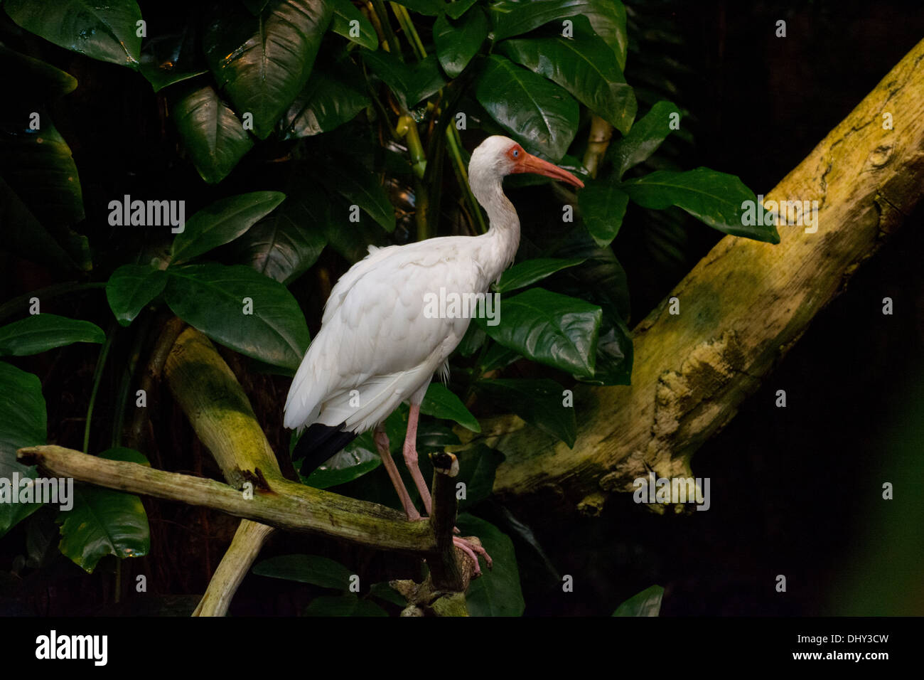 Un Ibis blanc. Banque D'Images