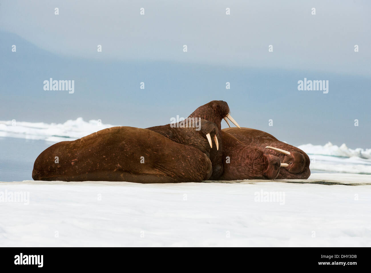 Le morse (Odobenus rosmarus), l'île Wrangel, Chuckchi Mer, Tchoukotka, Extrême-Orient russe Banque D'Images