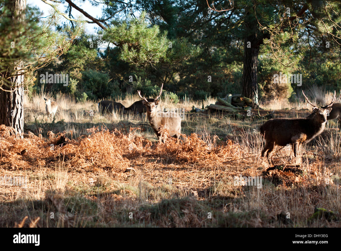 Le cerf sika le pâturage dans les bois de Arne Réserve Naturelle RSPB, Dorset, UK (Cervus nippon), d'hiver Banque D'Images