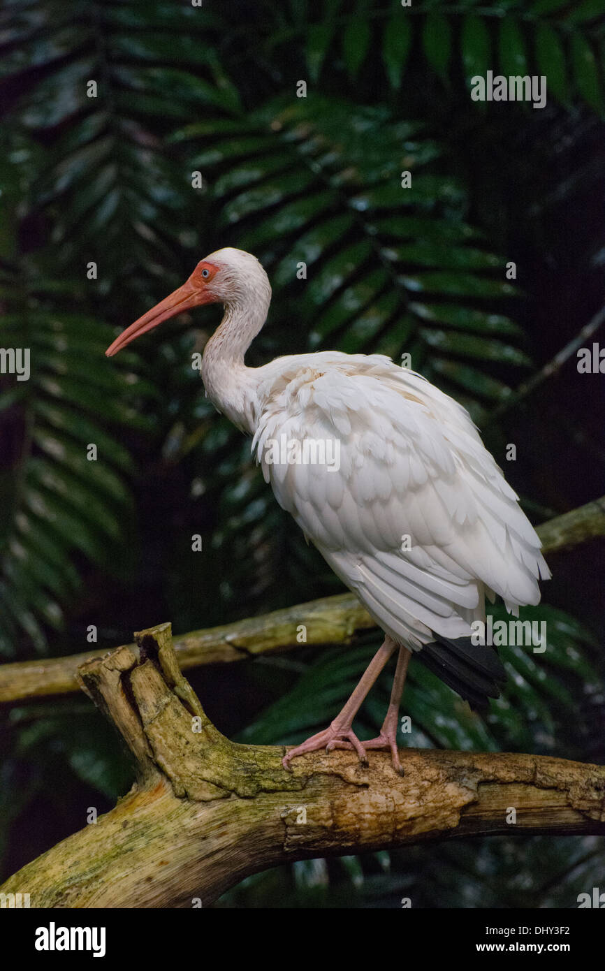 Un Ibis blanc. Banque D'Images
