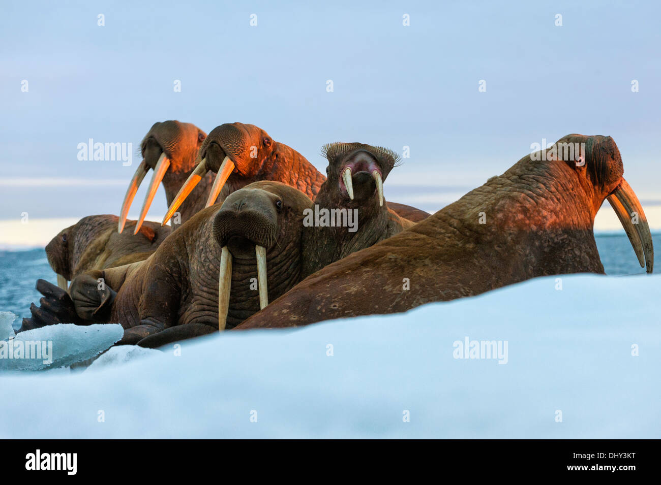 Groupe de morse (Odobenus rosmarus), l'île Wrangel, Chuckchi Mer, Tchoukotka, Extrême-Orient russe Banque D'Images