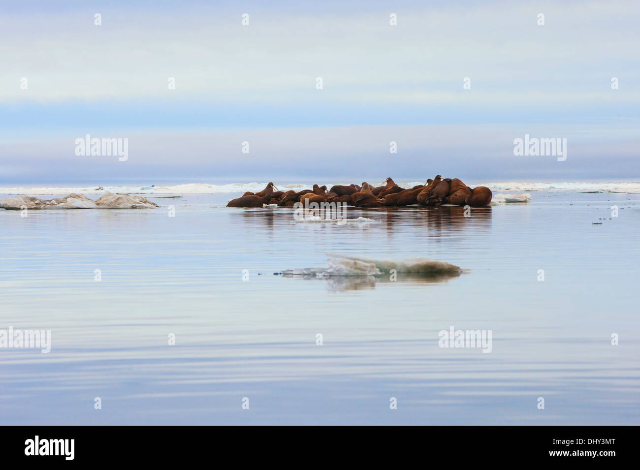 Groupe de morse (Odobenus rosmarus) reposant sur un flux de glace, Tchoukotka, Extrême-Orient russe Banque D'Images