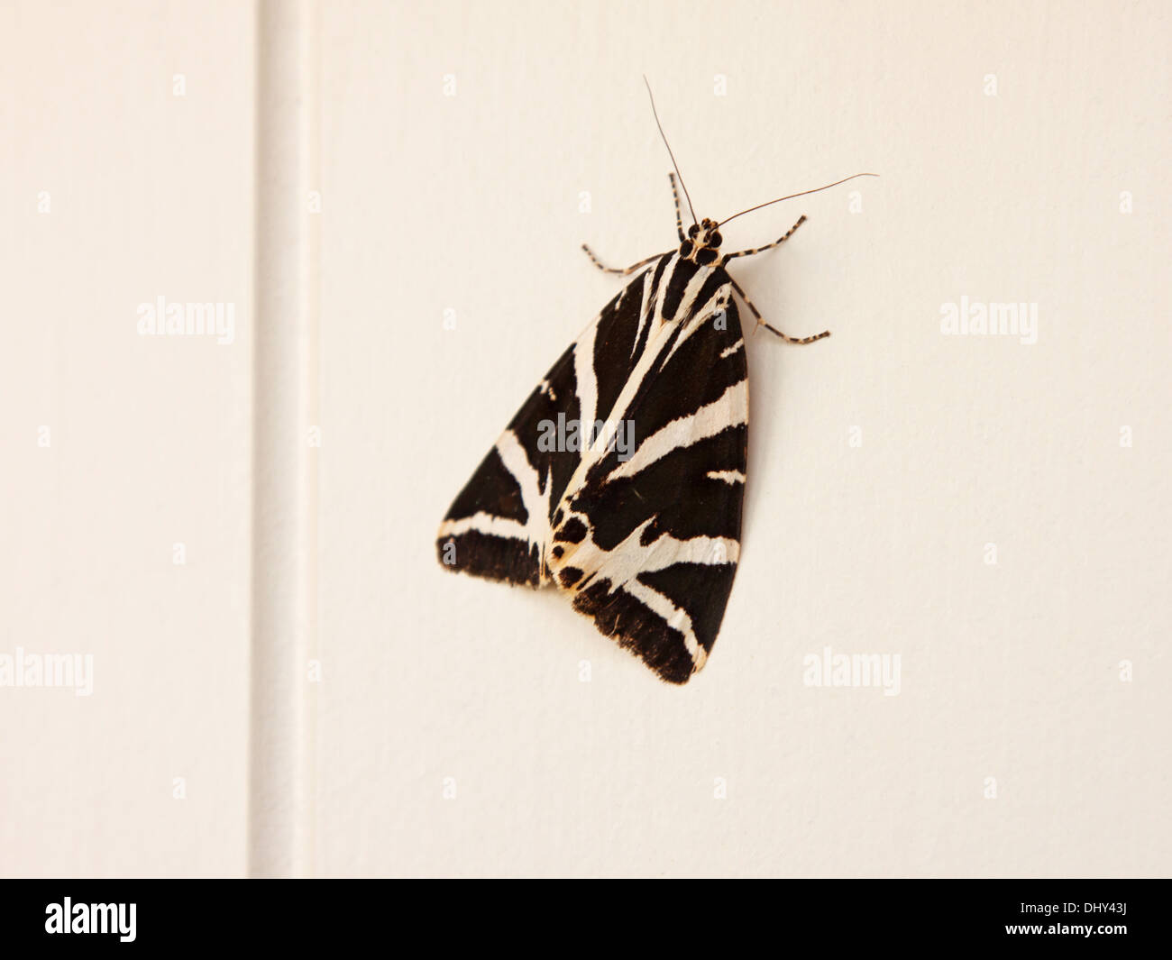 Jardin Tiger Moth ( Arctia caja ), une espèce qui est devenue de plus en plus rares en Europe occidentale au cours de la dernière décennie Banque D'Images