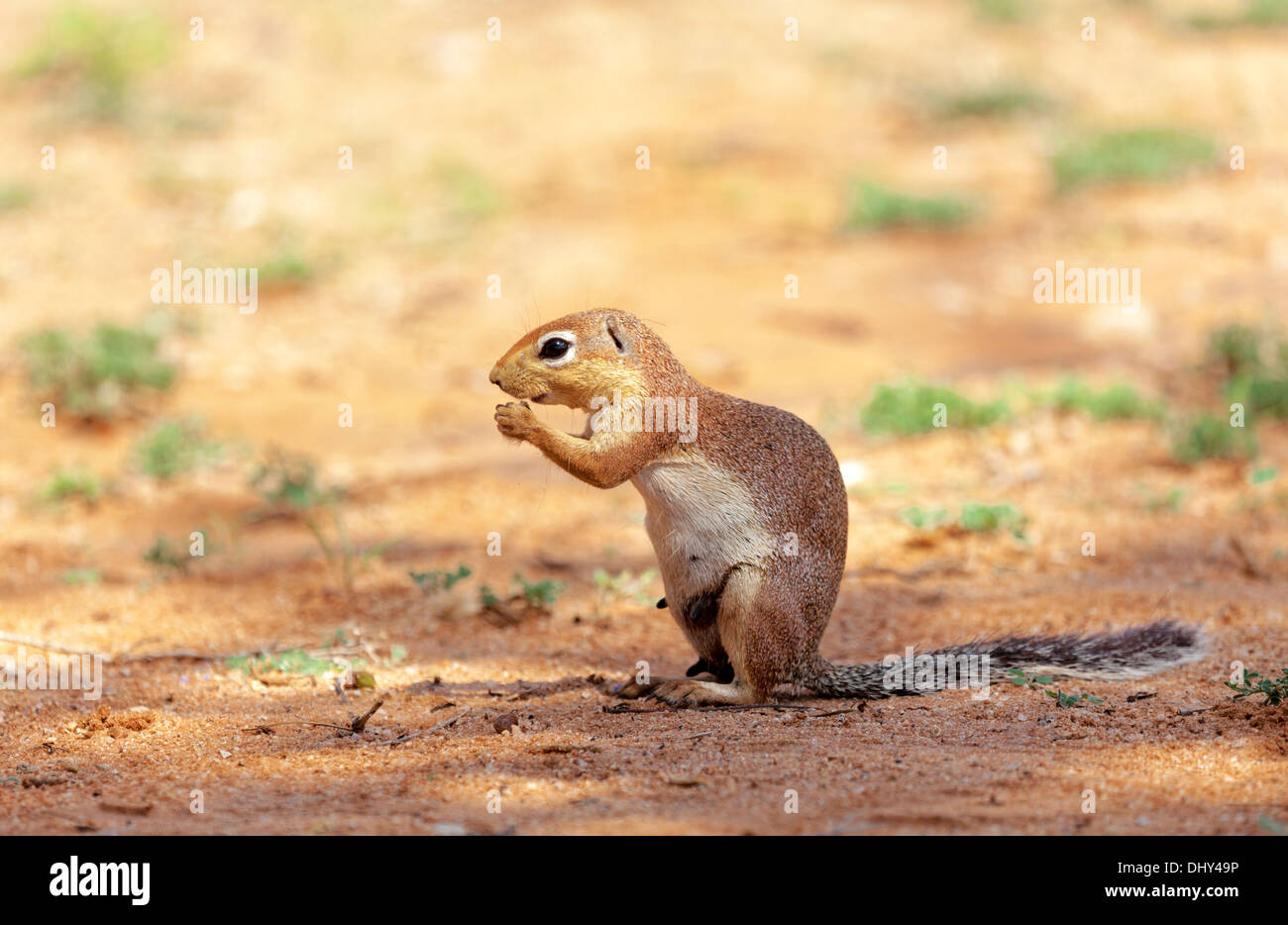 L'écureuil terrestre, Samburu National Reserve, Kenya Banque D'Images