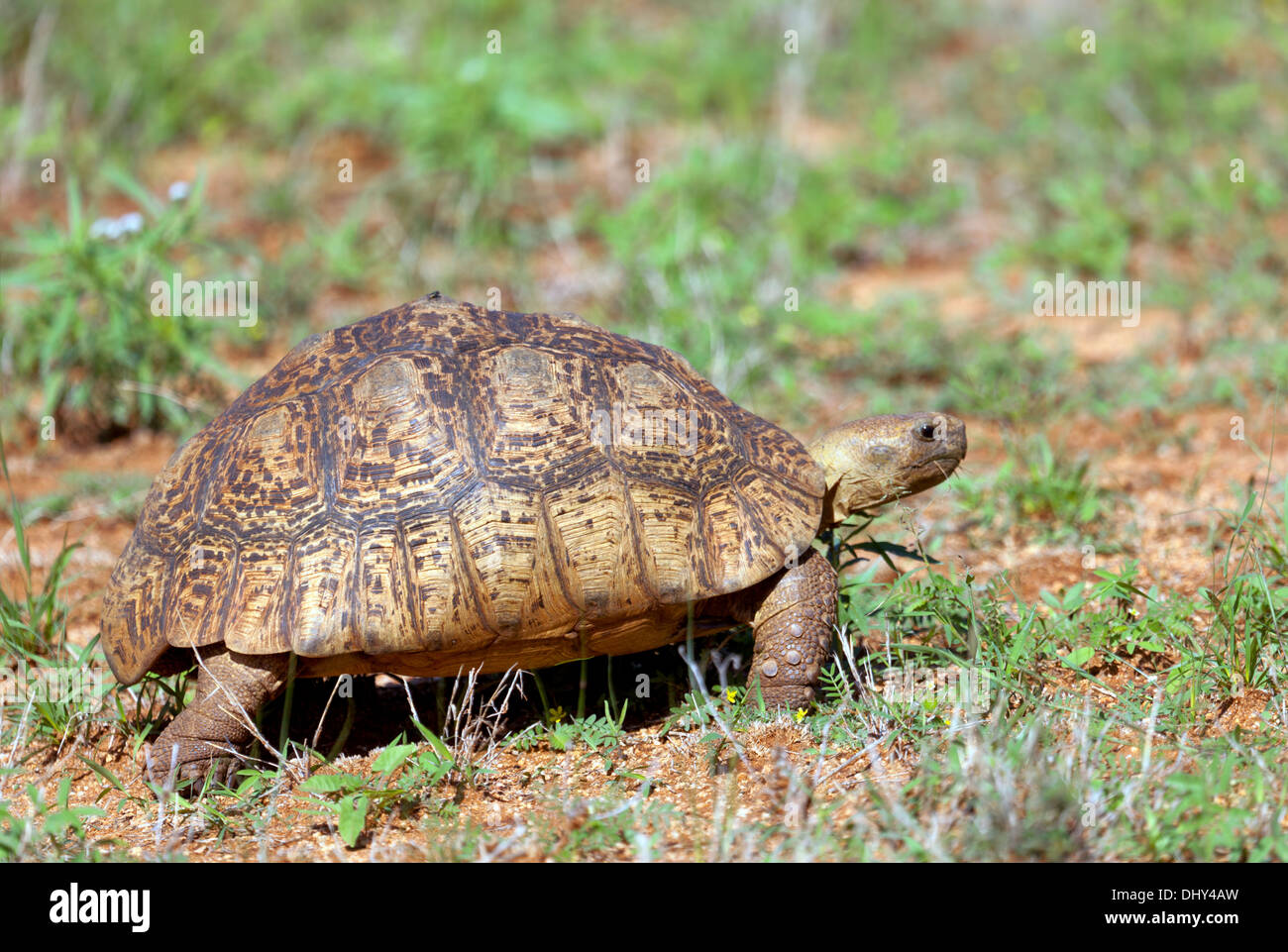 Retour à la charnière des forêts (tortue Kinixys erosa), Samburu National Reserve, Kenya Banque D'Images
