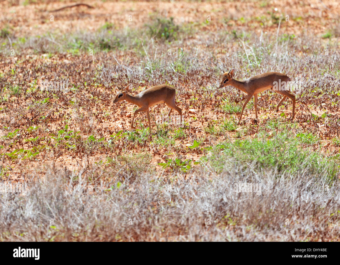 Kirk's dik-dik (Madoqua kirkii), Samburu National Reserve, Kenya Banque D'Images