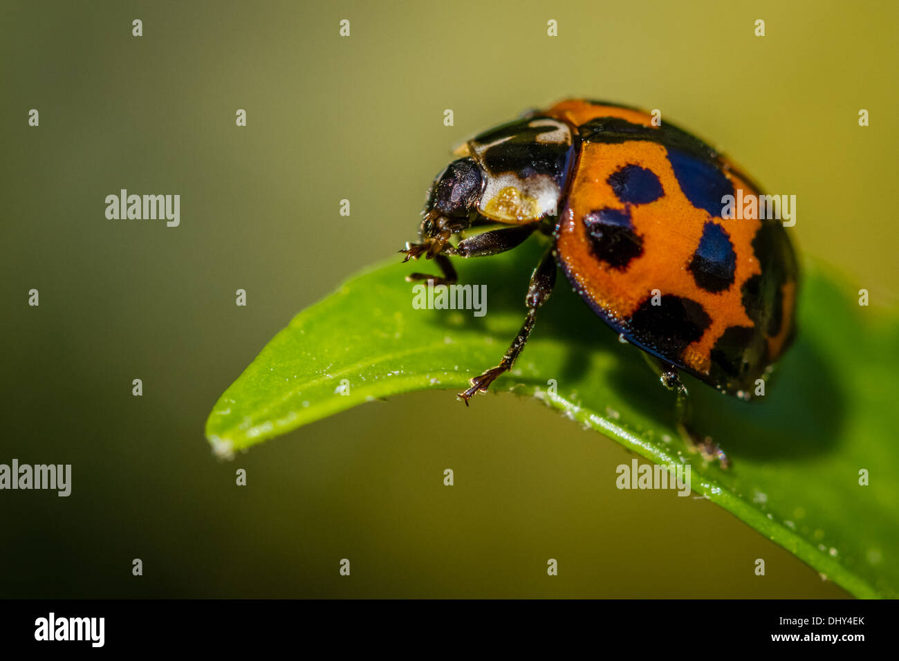 Ladybird close up on a leaf Banque D'Images