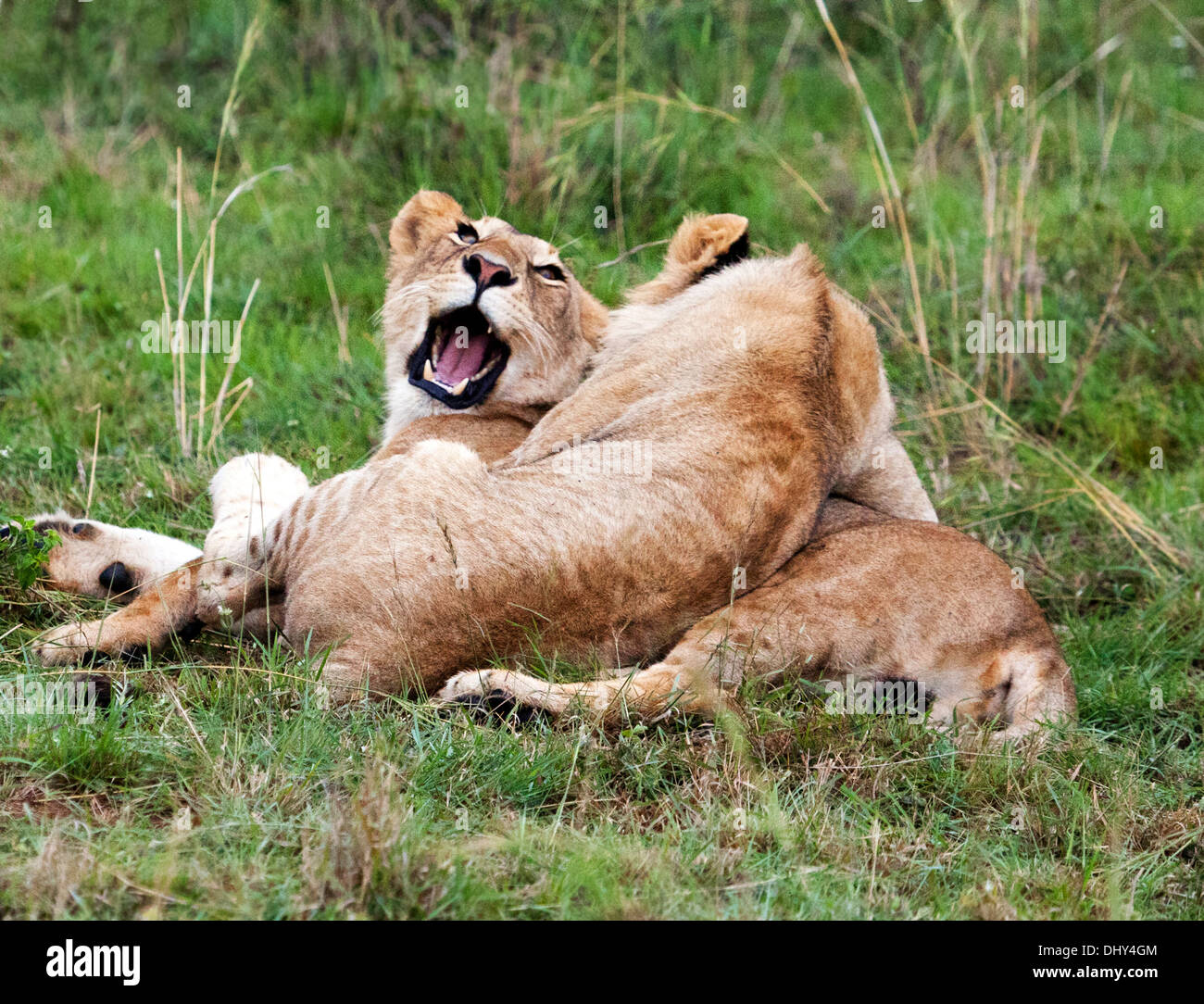Lion (Pantera Leo), Maasai Mara National Reserve, Kenya Banque D'Images