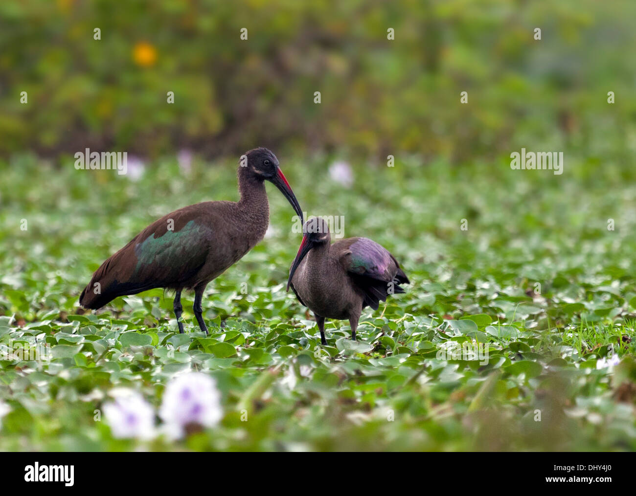 Ibis hagedash Hadeda, (Bostrychia hagedash), le lac Naivasha, Nakuru, Kenya Comté Banque D'Images