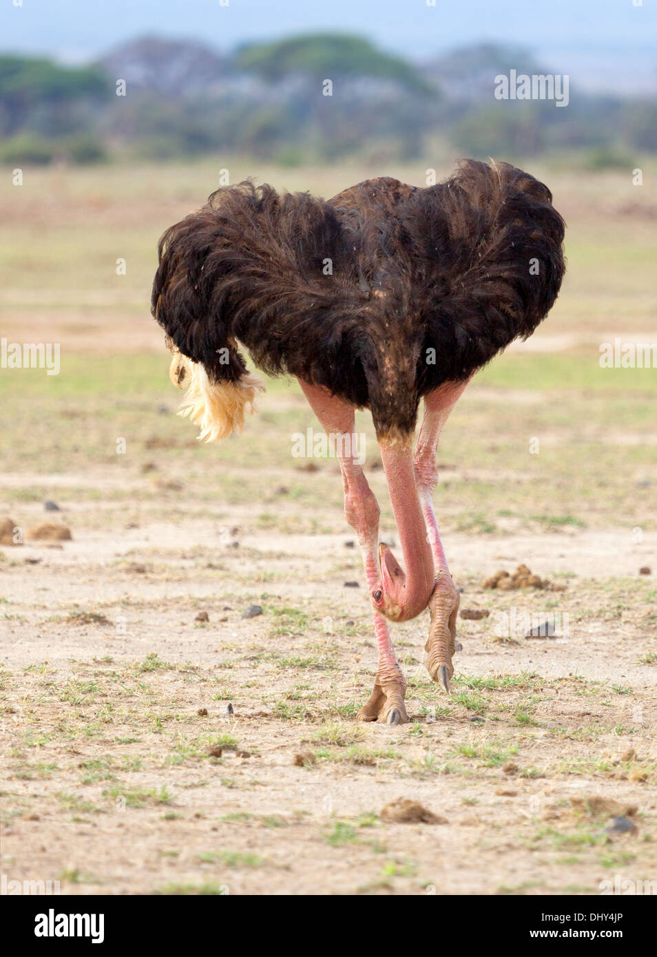 Autruche (Struthio camelus), Parc National d'Amboseli, Kenya Banque D'Images