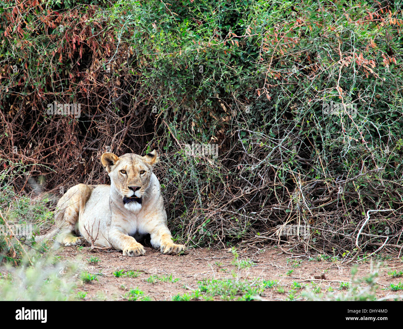 Lion (Pantera Leo), le Parc national Amboseli, Kenya Banque D'Images