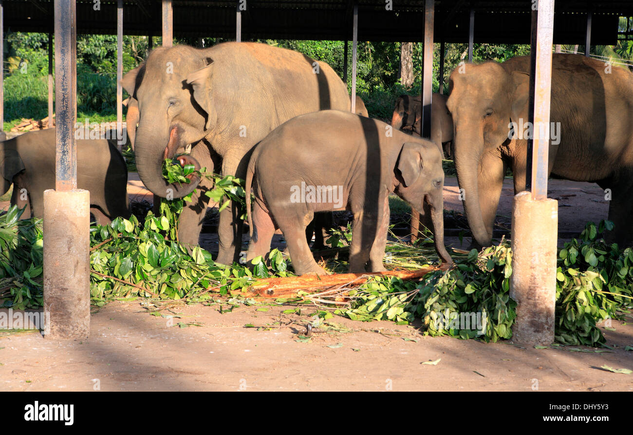 Orphelinat Pinnawala Elephant, Sri Lanka Banque D'Images