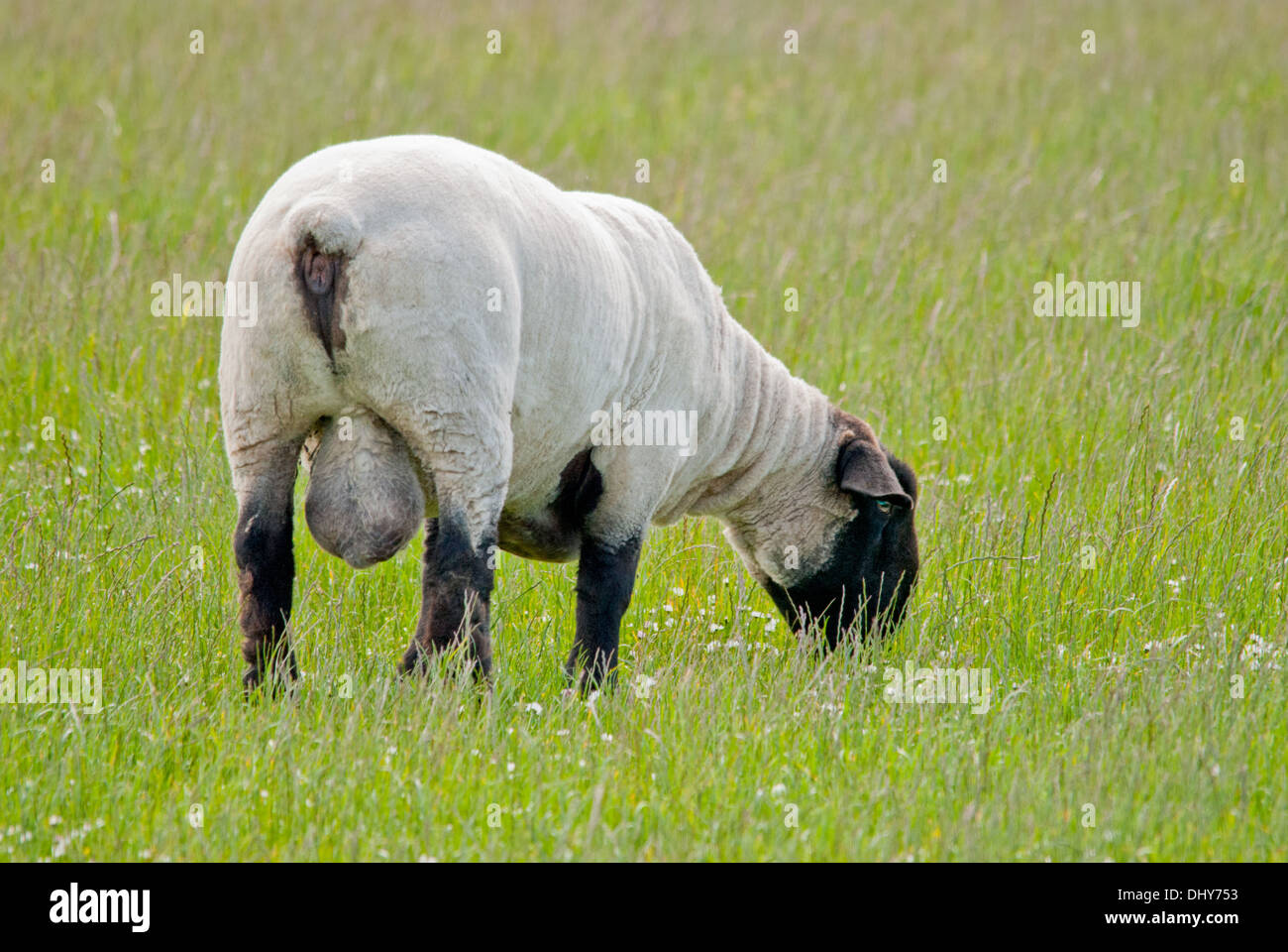 Moutons Suffolk Banque D'Images