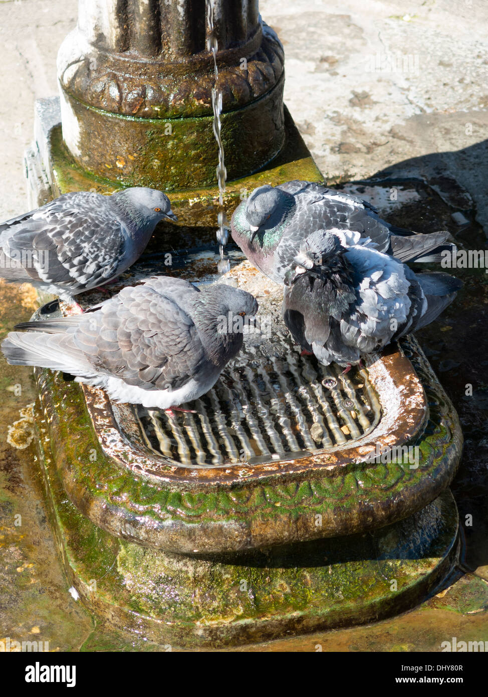 Pigeons baignant dans une ancienne fontaine d'eau antique, Venise, Italie Banque D'Images