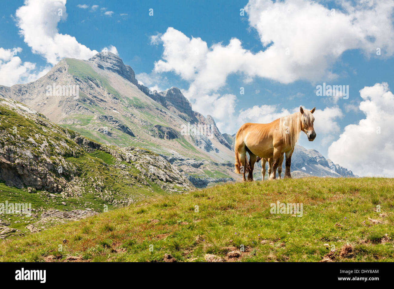 Cheval dans les Pyrénées françaises Banque D'Images