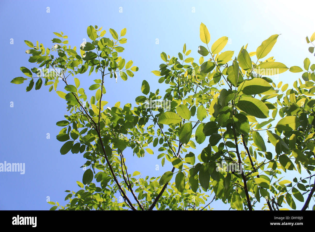 Les branches avec des feuilles de noyer au printemps Banque D'Images