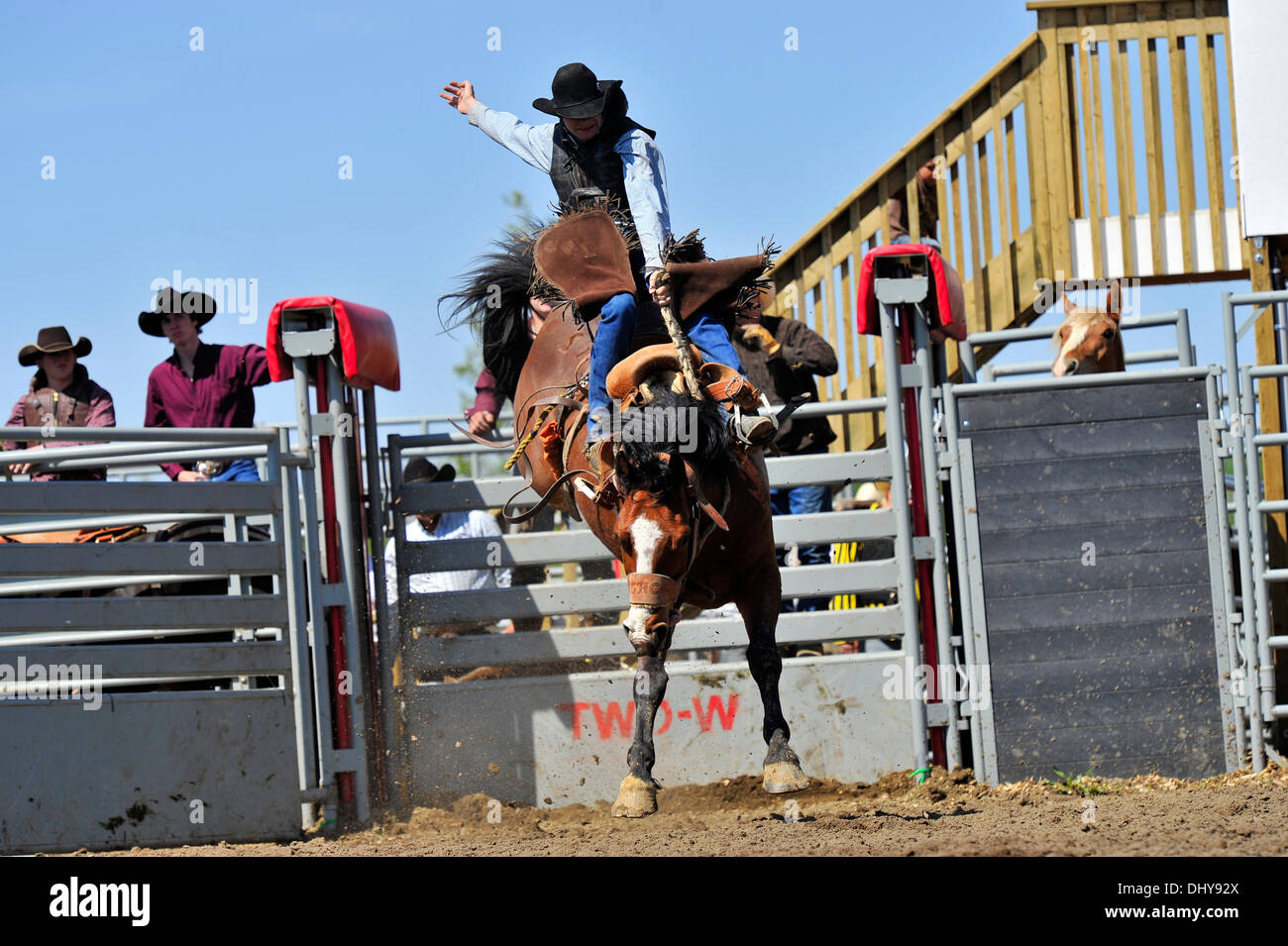 Un cowboy monte un monte de tronçonnage à une selle bronc riding événement à un rodéo de l'Alberta. Banque D'Images