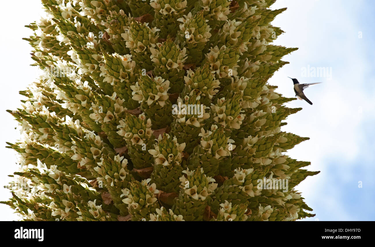 Humming Bird se nourrissant de plantes Puya raimondii un très haut dans les Andes péruviennes. Banque D'Images