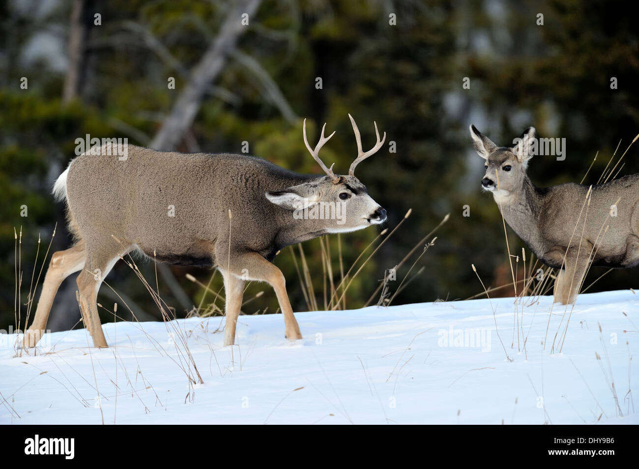 Une mule deer buck en interaction avec une femme Banque D'Images