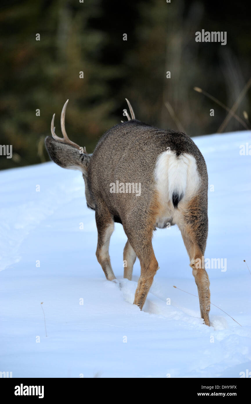 Une mule deer buck marche loin suivant la piste d'une femme à travers la neige. Banque D'Images