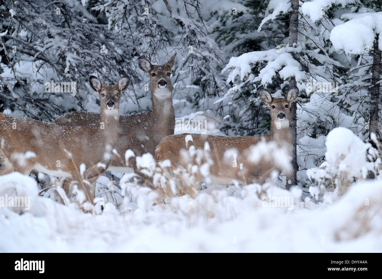 Trois cerfs de Virginie Odocoileus virginianus, debout dans la neige fraîchement Banque D'Images