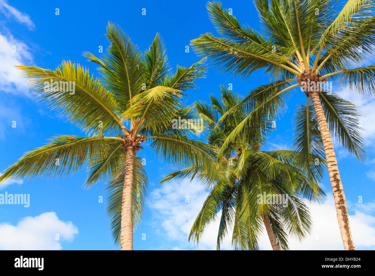 Trois palmiers against a blue sky Banque D'Images