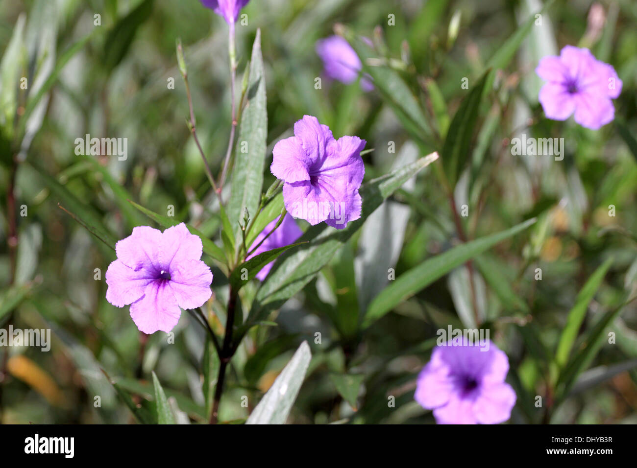 Fleurs violettes dans le jardin d'arrière-plan. Banque D'Images