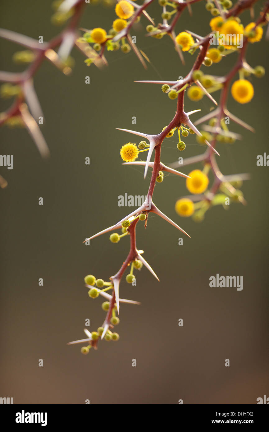 Un Camelthorn tree montre des fleurs jaunes au printemps dans la région du Kalahari en Afrique du Sud d'Azur Banque D'Images