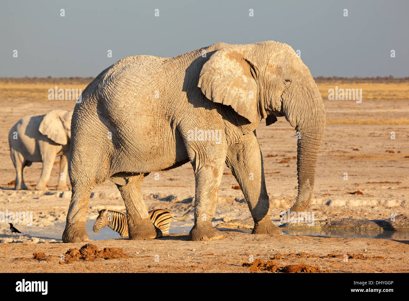 Grand éléphant mâle d'Afrique (Loxodonta africana), Etosha National Park, Namibie Banque D'Images