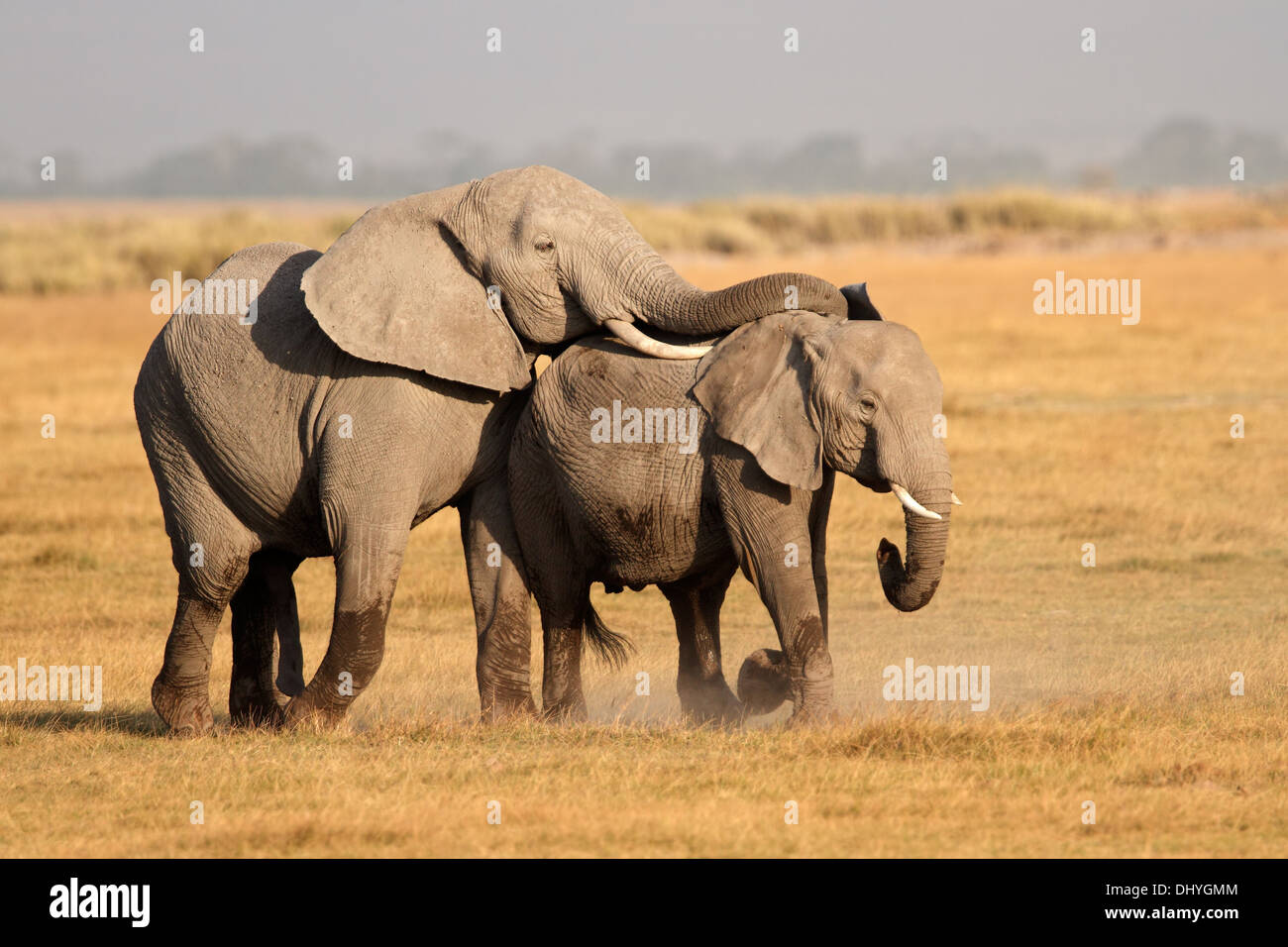 Les éléphants d'Afrique (Loxodonta africana), le Parc national Amboseli, Kenya Banque D'Images