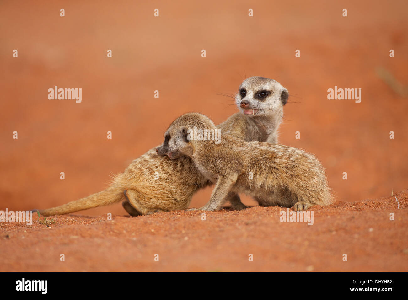 Les suricates du Kalahari dans le domaine de l'Afrique du Sud Northern Cape Banque D'Images