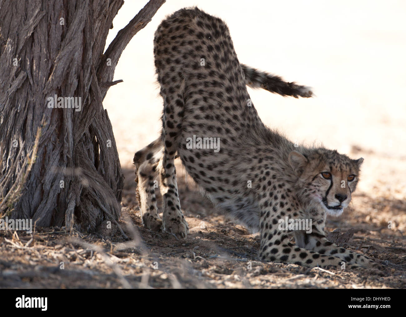 Cheetah cub qui s'étend dans le désert du Kalahari Banque D'Images