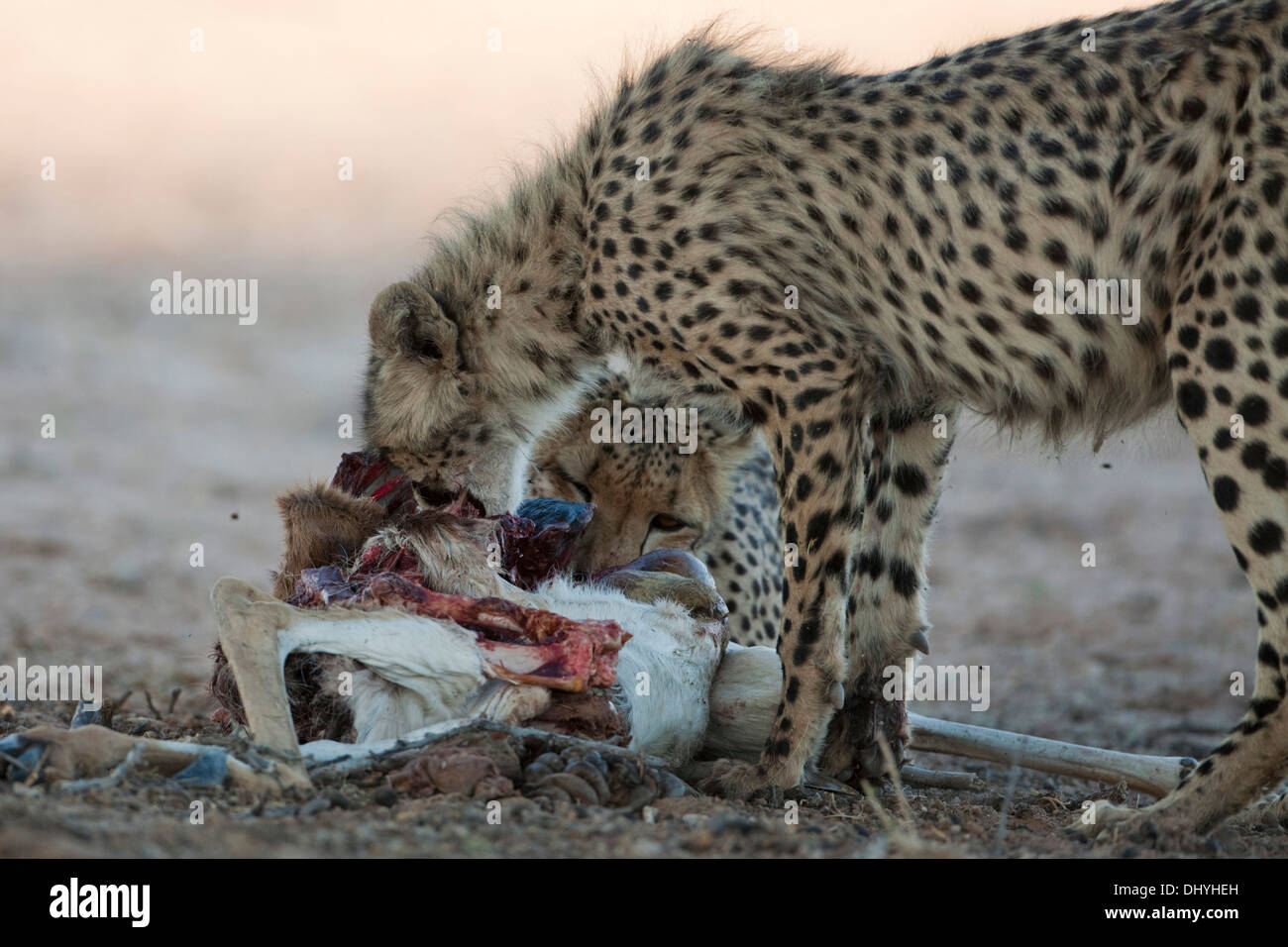 Guépard femelle avec cub qui se nourrit d'une kill dans le désert du Kalahari Banque D'Images